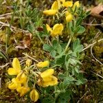 Cytisus ardoinoi Habit