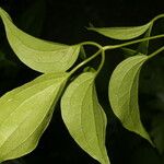 Clematis dioica Blad