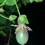 Passiflora edulis Owoc