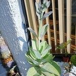 Kalanchoe marmorata Листок