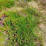 Empetrum nigrum Hábito