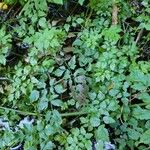Oenanthe sarmentosa Leaf