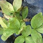 Menyanthes trifoliata Leaf