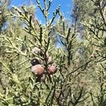 Juniperus phoenicea ഫലം