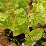 Mentha × villosa Hoja