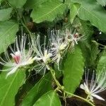 Capparis micracantha 花