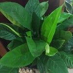 Spathiphyllum blandum Φύλλο