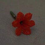 Cordia sebestena Flower