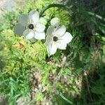 Melomphis arabica 花