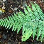 Polystichum braunii Hoja