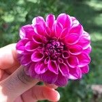 Dahlia pinnataFlower