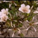 Limnanthes douglasii Flower
