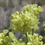 Eriogonum caespitosum 花