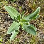 Borrichia frutescens Leaf