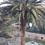 Phoenix canariensis 葉