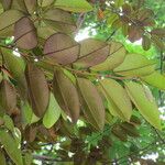 Chrysophyllum cainito Hoja