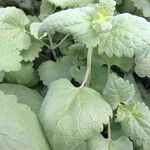 Agastache mexicana Ліст