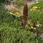 Orobanche foetida Alkat (teljes növény)