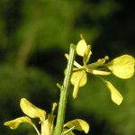 Sinapis arvensis Fula