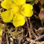 Potentilla puberula Fula