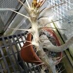 Pachypodium saundersii Άλλα