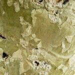 Cyphostemma juttae Corteza