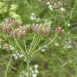 Torilis arvensis Fruit