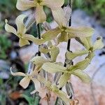 Hesperis laciniata Lorea