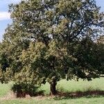 Quercus pubescens Elinympäristö