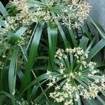 Cyperus alternifolius Flower