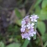 Valerianella vesicaria फूल