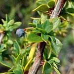 Berberis microphylla 叶