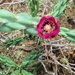 Cylindropuntia imbricata Flor