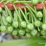 Cunonia macrophylla Φρούτο