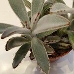 Kalanchoe tomentosa Folha