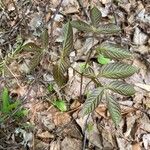 Aralia nudicaulis Φύλλο