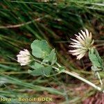 Trifolium michelianum Altres