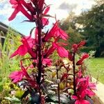 Lobelia cardinalis Цвят