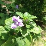 Barleria cristataÇiçek