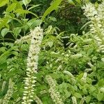 Clethra alnifoliaFlower