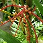 Pinanga insignis ഫലം