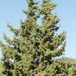 Juniperus drupacea Natur