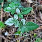 Triphasia trifolia Blad