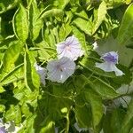 Solanum wendlandii Листок