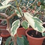 Ficus rubiginosa Folha