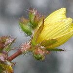 Hypericum rocheliiFiore