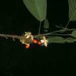 Sloanea parviflora Fruitua