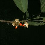 Sloanea parviflora Fruit