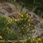 Genista salzmannii Altres