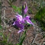 Cephalanthera rubraFlor